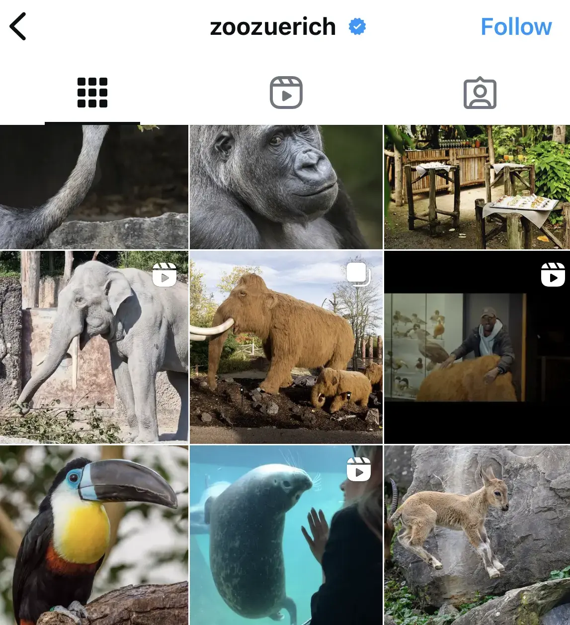 Screenshot Zoo Zurich